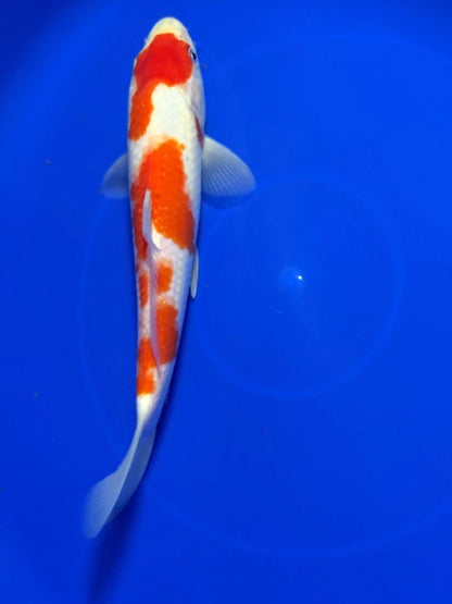 9" Kohaku Japanese Import Koi
