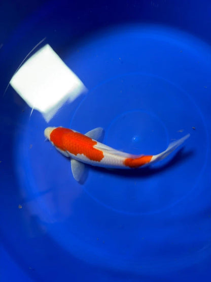 8" Kohaku Japanese Imported HQ(High Quality)