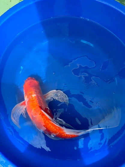 Hariwake Ogon Butterfly Koi 17"