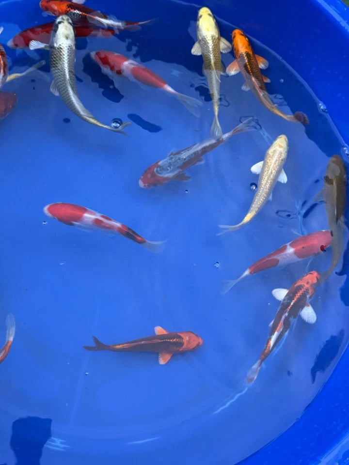 6 Pack of Japanese Imported Tosai Koi 6 to 7 inch