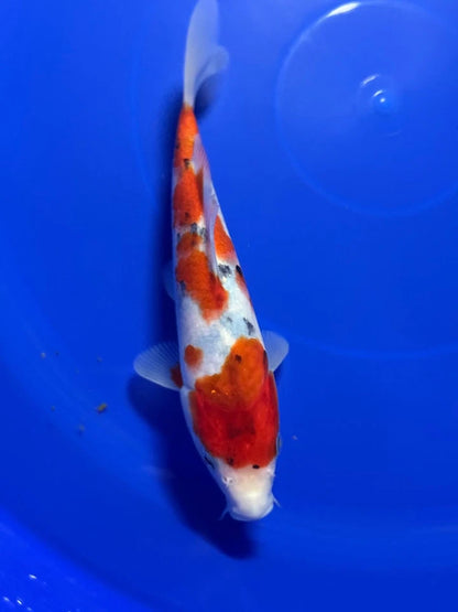 9" Sanke Tosai Japanese Import Koi