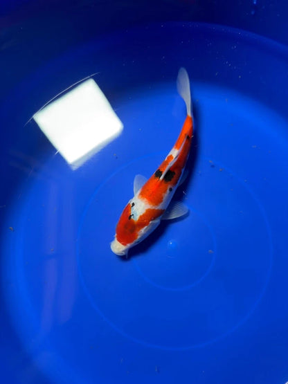9" Sanke Japanese Imported HQ(High Quality)