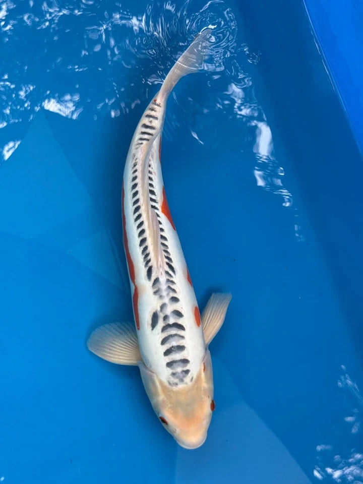 18" Shusui Japanese Imported