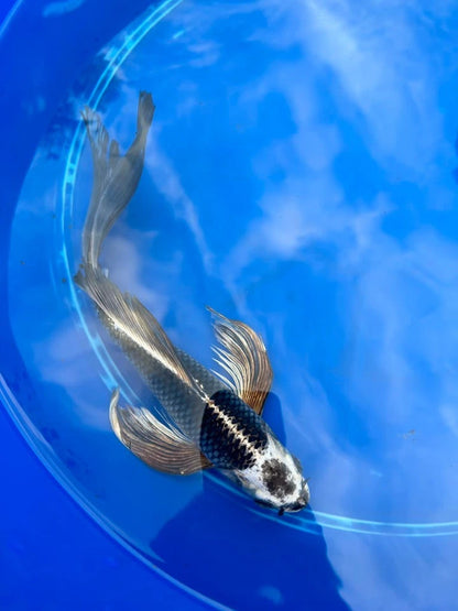 Gin Matsuba Butterfly Koi 11 Inch