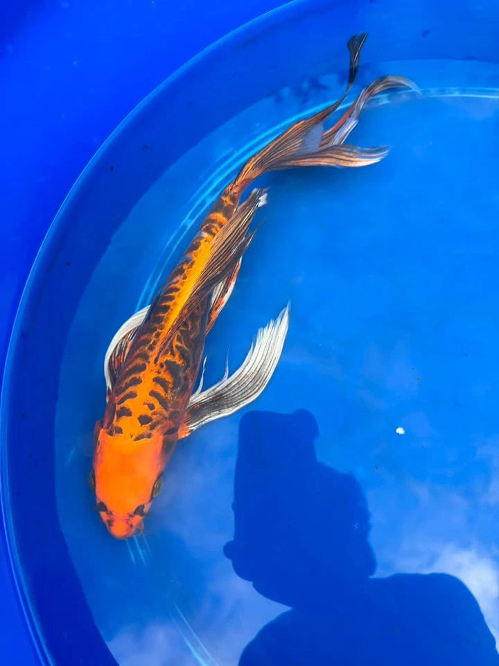 Kin Matsuba Butterfly Koi 15 Inch
