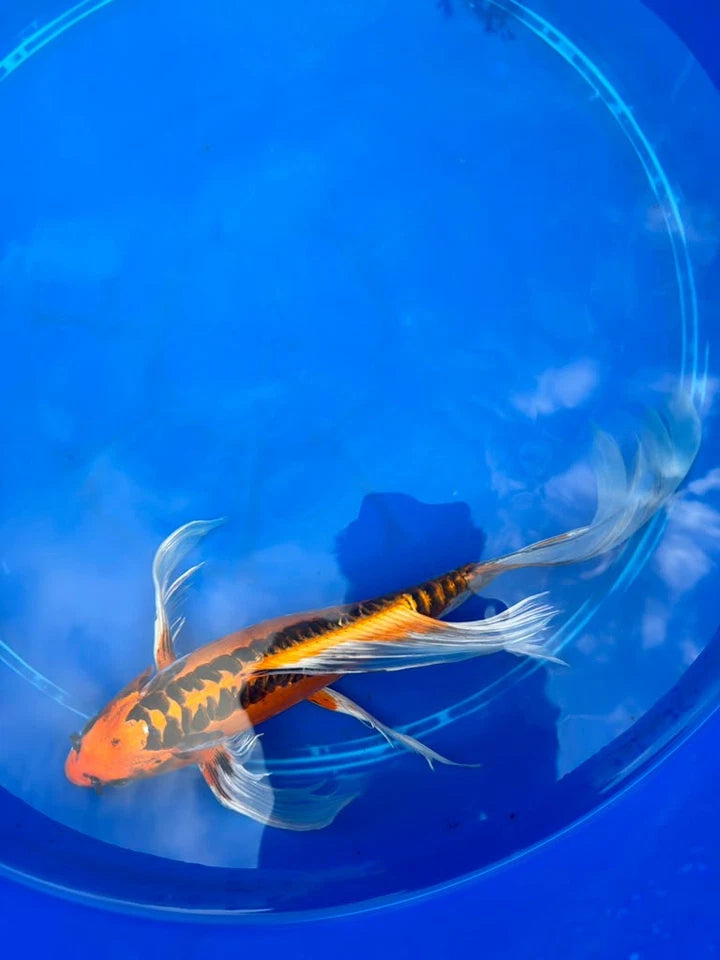 Kin Matsuba Butterfly Koi 13 Inch