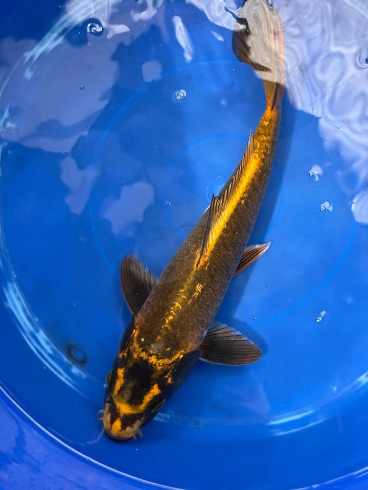 Matsuba Koi 13" C