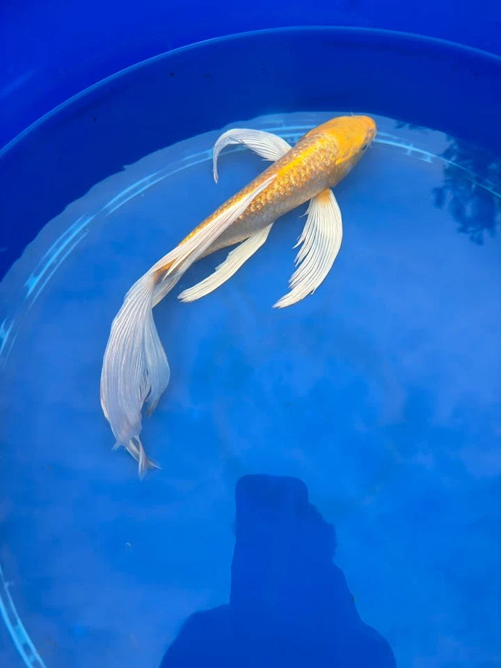 Ginrin Yamabuki Ogon Butterfly Koi 12 Inch