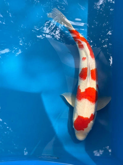 23" Kohaku Japanese Imported