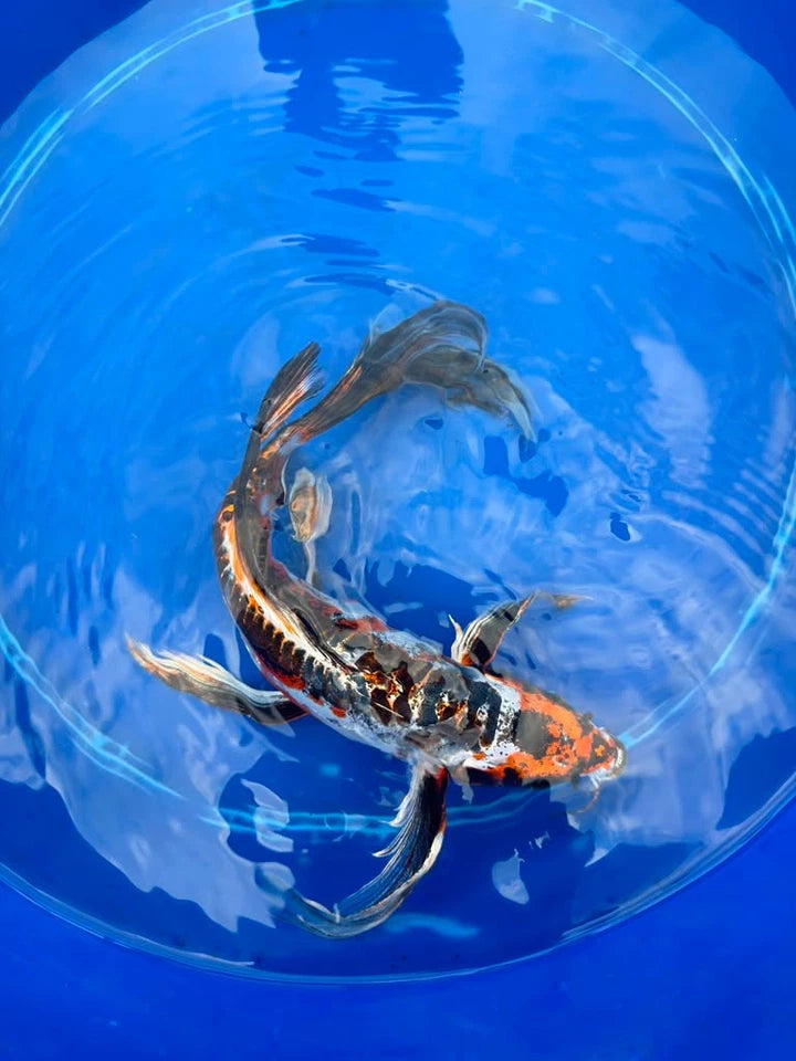 Doiotsu Ogon Matsuba Butterfly Koi 14 Inch