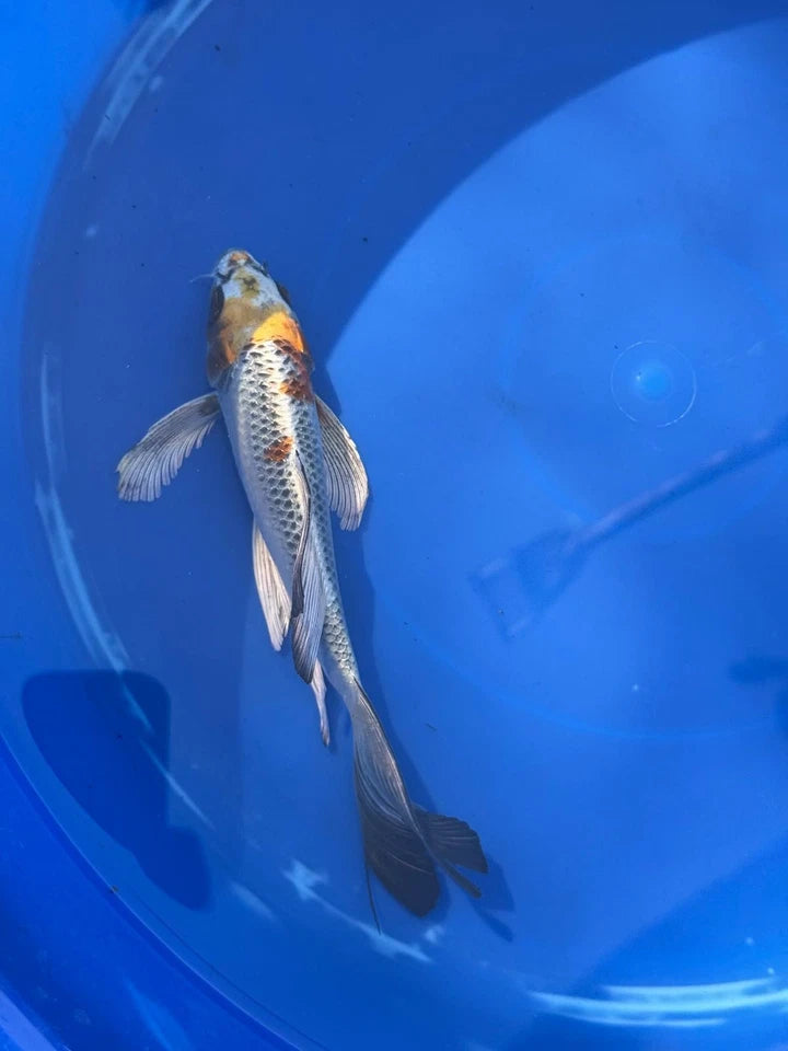 Kujaku Butterfly Koi 8"