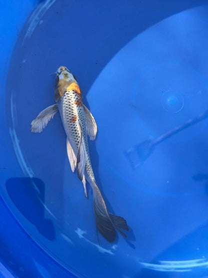 Kujaku Butterfly Koi 8"