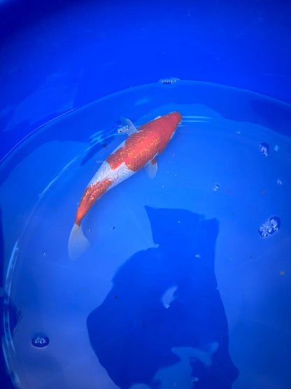 Japanese Ginrin Kohaku 9" Koi