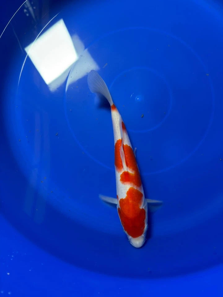 9" Kohaku Japanese Imported HQ(High Quality)