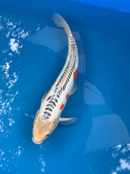 18" Shusui Japanese Imported