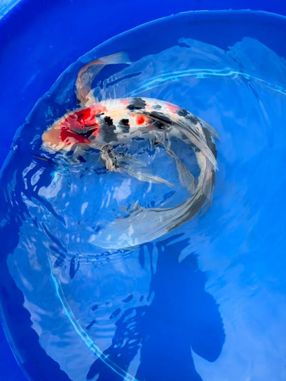 Tancho Showa Butterfly Koi 17 Inch