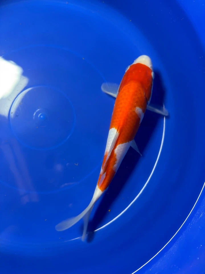10" Kohaku Japanese Imported HQ(High Quality)