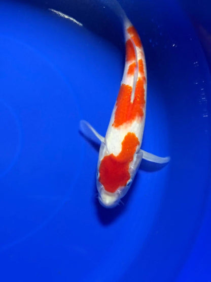 9" Kohaku Japanese Import Koi