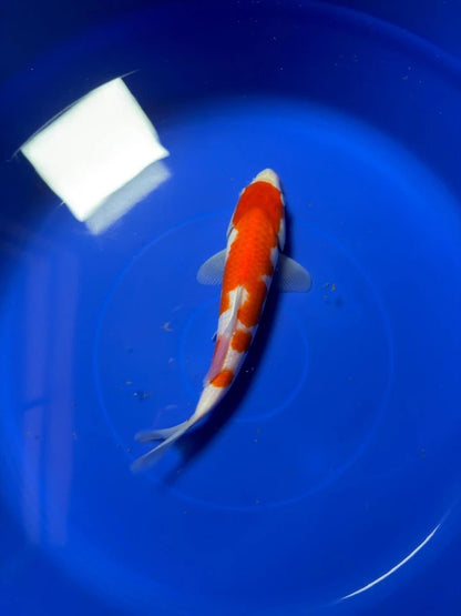 9" Kohaku Japanese Imported HQ(High Quality)
