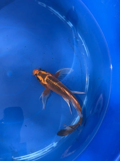 Kin Matsuba Butterfly Koi 8.5 Inch