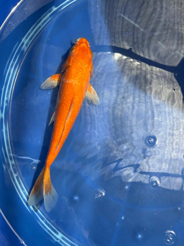 Benigoi 9.5 " Koi