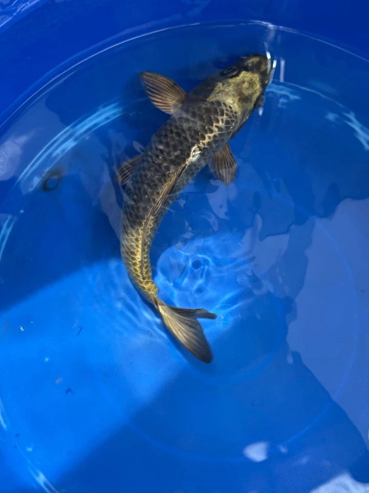 Matsuba Koi 10" D