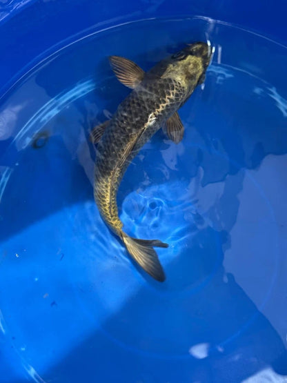Matsuba Koi 10" D