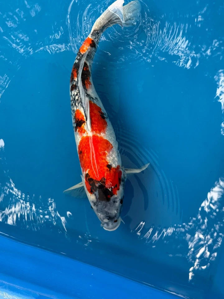 21" Ginrin Showa Japanese Imported