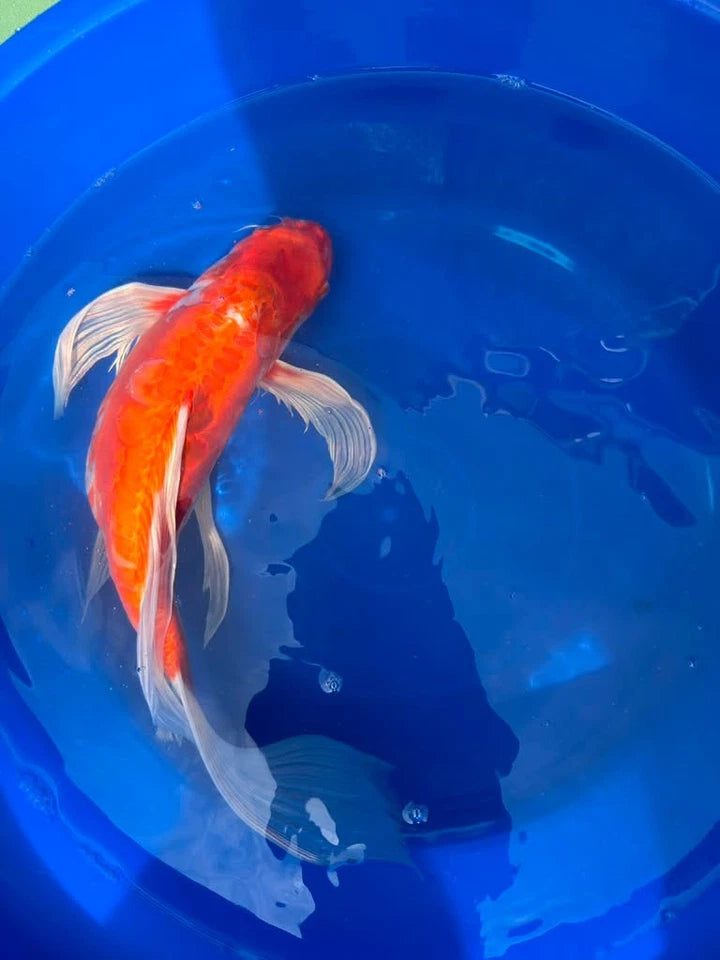 Hariwake Ogon Butterfly Koi 17"