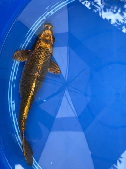 Matsuba Koi 10" GT