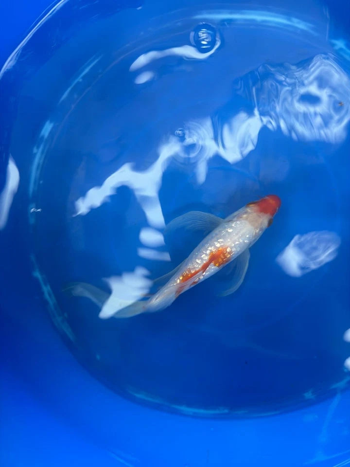 Ginrin Kohaku Butterfly Koi 8"