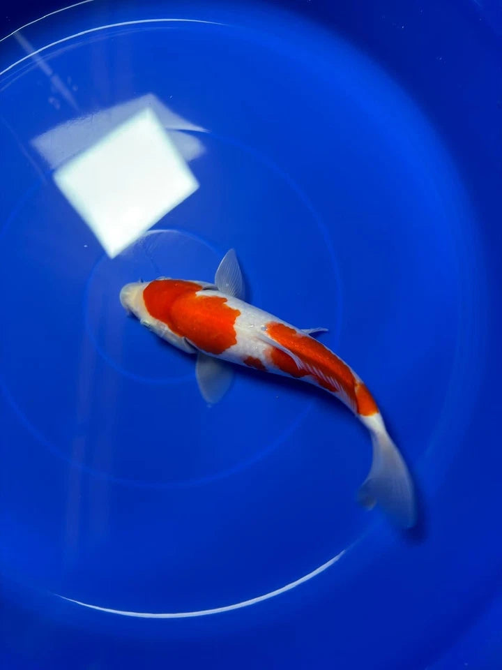8" Kohaku Japanese Imported HQ(High Quality)