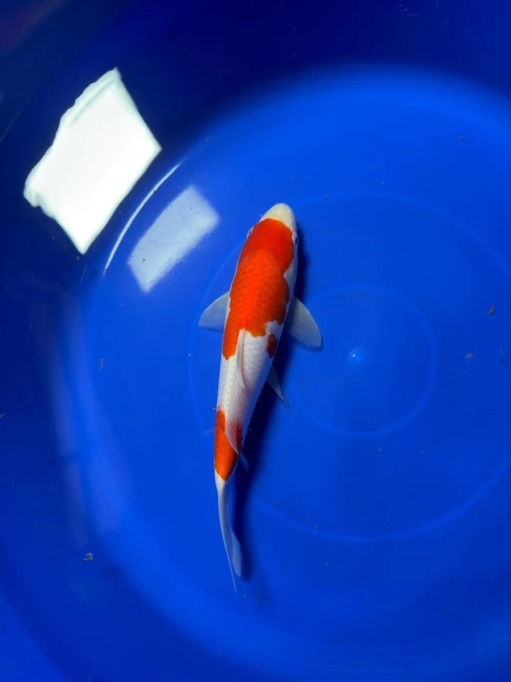 8" Kohaku Japanese Imported HQ(High Quality)
