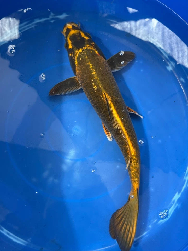 Matsuba Koi 13" C