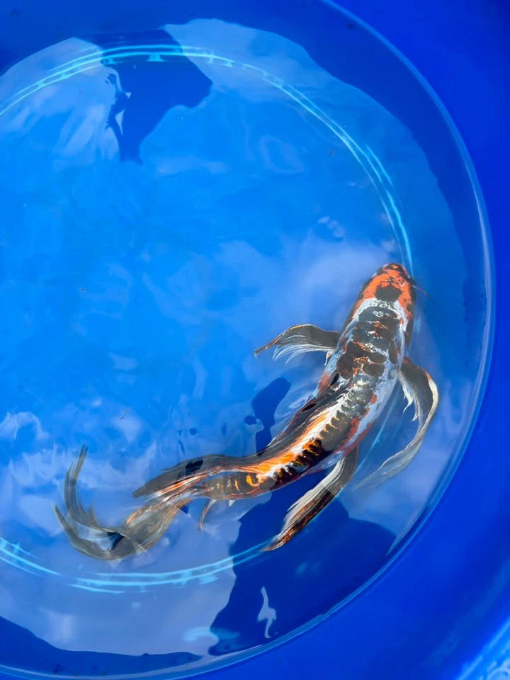 Doiotsu Ogon Matsuba Butterfly Koi 14 Inch