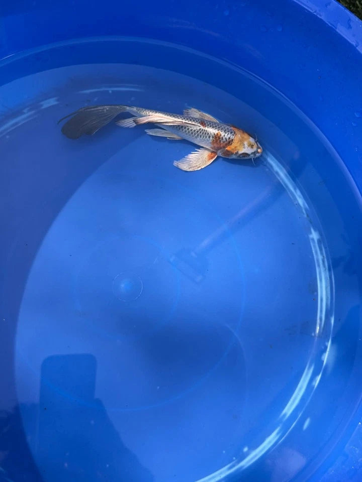 Kujaku Butterfly Koi 8"