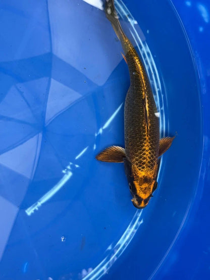 Matsuba Koi 10" GT