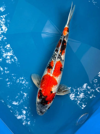 21" Ginrin Showa Japanese Imported