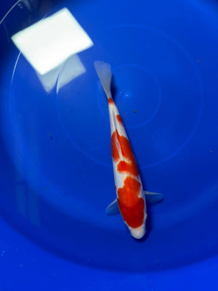 9" Kohaku Japanese Imported HQ(High Quality)