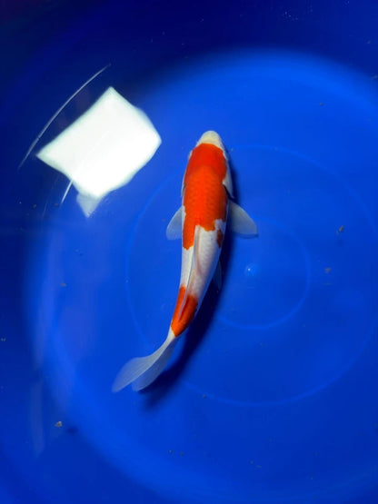 8" Kohaku Japanese Imported HQ(High Quality)