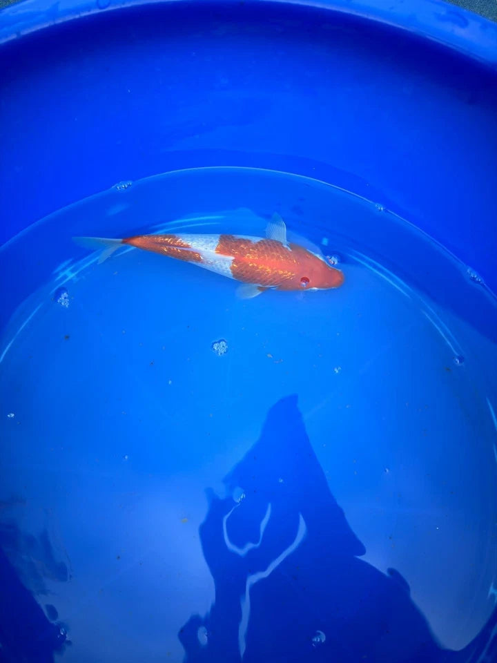 Japanese Ginrin Kohaku 9" Koi
