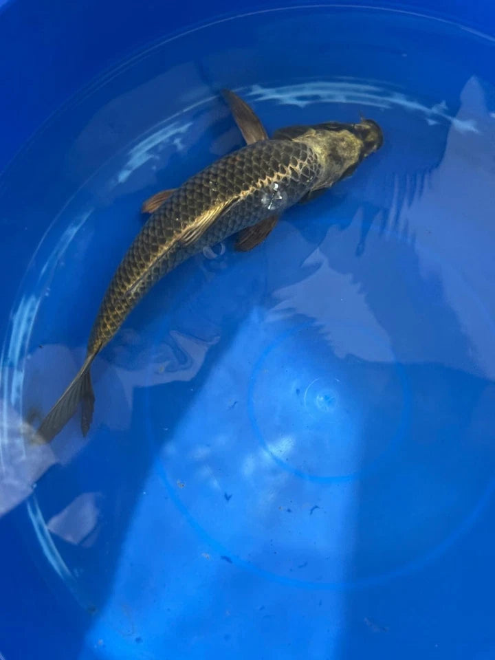 Matsuba Koi 10" D