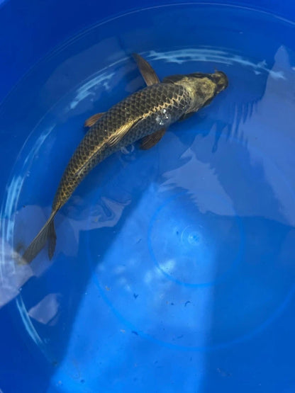 Matsuba Koi 10" D