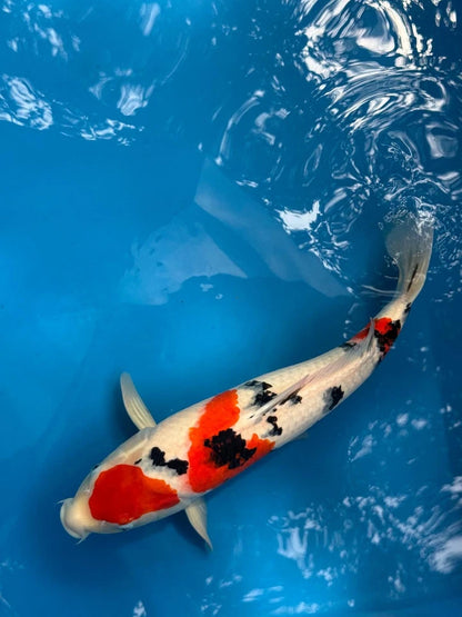 18" Sanke Japanese Imported