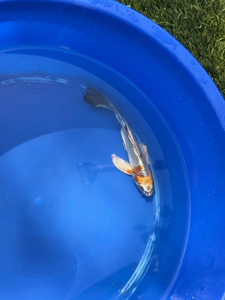 Kujaku Butterfly Koi 8"