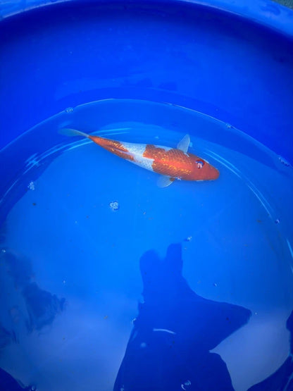 Japanese Ginrin Kohaku 9" Koi