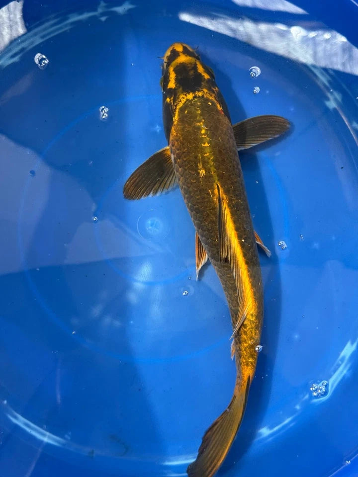 Matsuba Koi 13" C