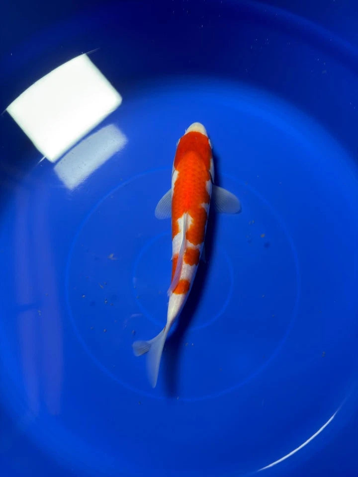 9" Kohaku Japanese Imported HQ(High Quality)