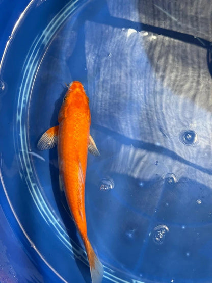Benigoi 9.5 " Koi