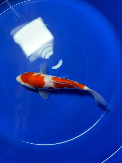 8" Kohaku Japanese Imported HQ(High Quality)
